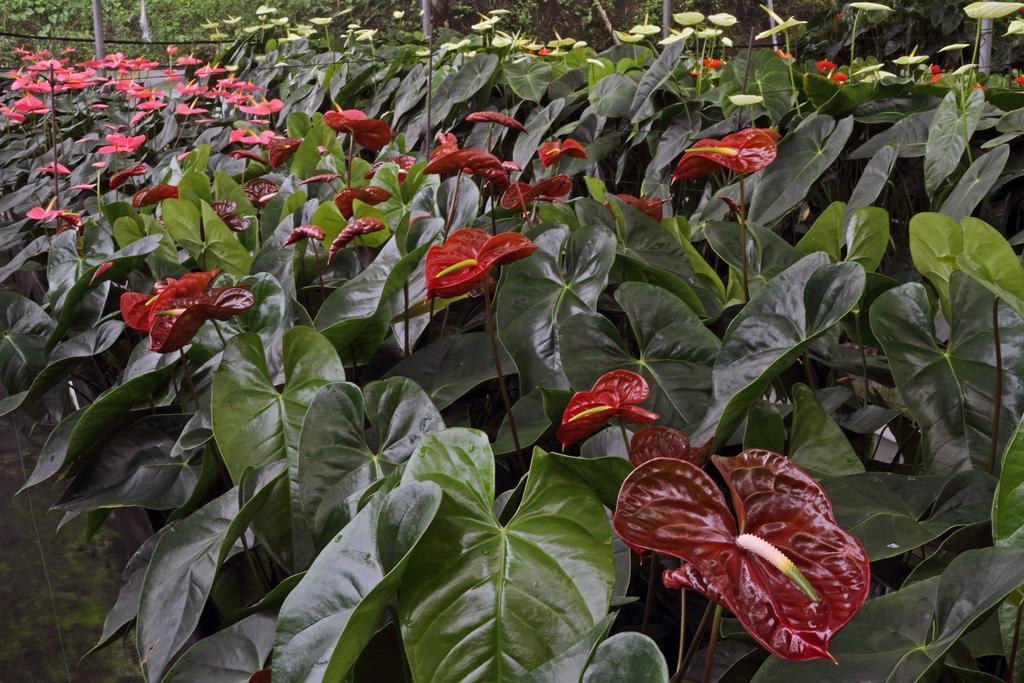 Finca Hamburgo La Ruta Del Cafe Tuzantan Eksteriør billede